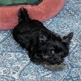 Lucky-(LKN060726-KBM) - Black and gold male Yorkshire Terrier puppy in Gatesville, Texas from KontryKritterz Yorkies