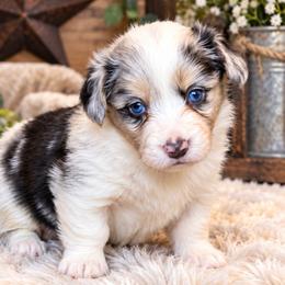 Cheyenne - Blue merle and white female Cardigan Welsh Corgi puppy in Kerens, West Virginia from Leather & Lace