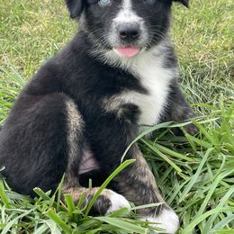 Australian Shepherd Puppies from 303 Aussies