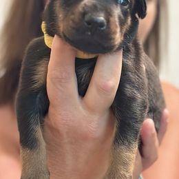 Boy 4 - Black and rust male Doberman Pinscher puppy in Vicksburg, Mississippi from Mississippi K9 Kennel
