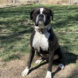 Nova - Boxer