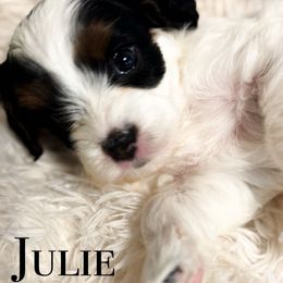 Julie - Black and white female Cavapoo puppy in Hallsville, Missouri from Cedar Hill Pups