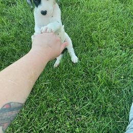 Dalmatian Puppies from Lemon Dalmations