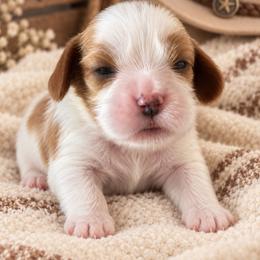 Buffalo Bill - Blenheim male Cavalier King Charles Spaniel puppy in Enid, Oklahoma from Laurel Crown Cavaliers