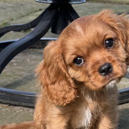 DOC - Ruby Cavalier King Charles Spaniel puppy in Awendaw, South Carolina from Just A Little Cavalier