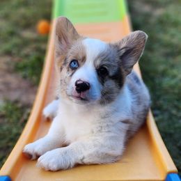 Denali - Brindle merle and white male American Corgi puppy in Concrete, Washington from Wigglebutts American Corgis