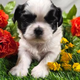 Blanche - Black and white female Shih Tzu puppy in Brighton, Missouri from Morningstar's Shih Tzu