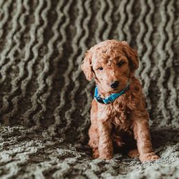 Poodle Puppies from Peterson Poodles