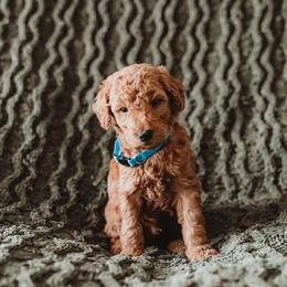 Poodle Puppies from Peterson Poodles