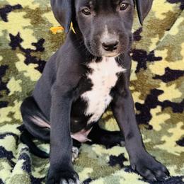 Gold Dalmador male - White and black male Dalmatian puppy in Westhoff, Texas from Smart Dalmatians