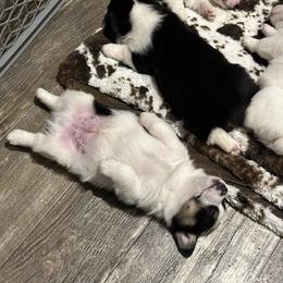 American Corgi and Pembroke Welsh Corgi Puppies from Wild West Corgis