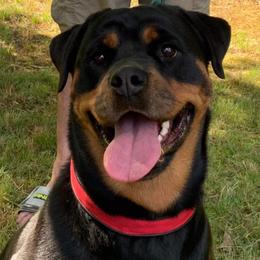 Rottweiler Puppies from Kayara Haus Rottweilers