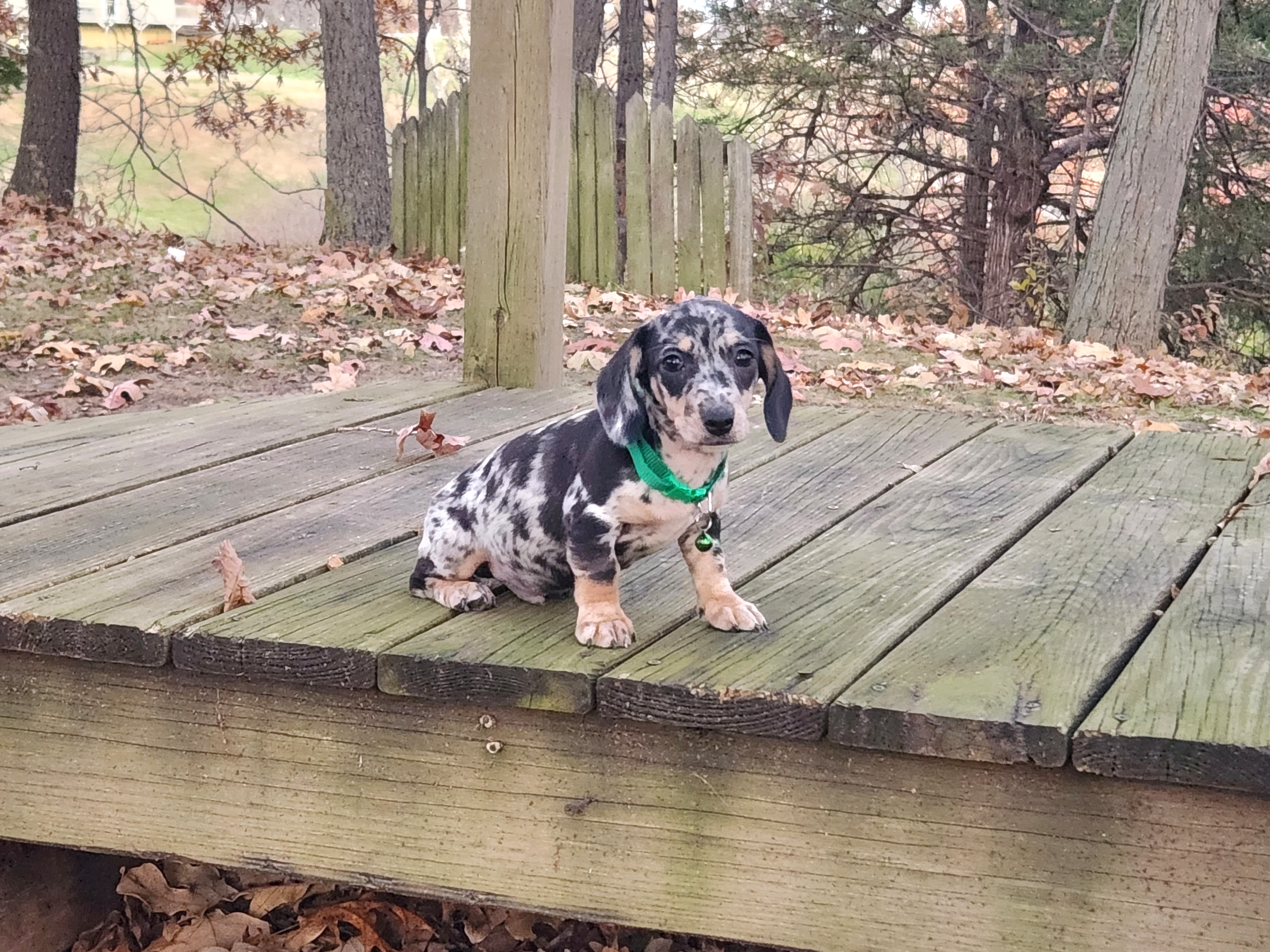 AKC Meet Patches :) - Dapple male Dachshund puppy in Centerville, Iowa from Barnyard Dachshunds, Dals & Doodles