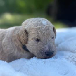 McGraw - Cream male Poodle puppy in Dayton, Washington from Country Sundance Poodles