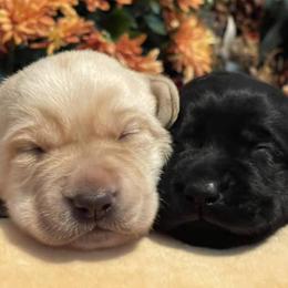 Dilute Retriever and Labrador Retriever Puppies from Patricia Carr's Retrievers