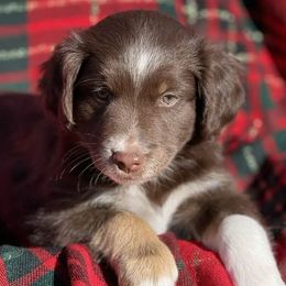 Red Tri Male - Red Miniature Australian Shepherd puppy in Sour Lake, Texas from Flyin M Aussies