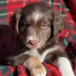 Red Tri Male - Red Miniature Australian Shepherd puppy in Sour Lake, Texas from Flyin M Aussies