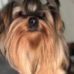 Alohomora - Yorkshire Terrier