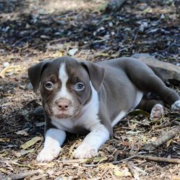 Cocoa Puff - Brown American Bully puppy in Toledo, Washington from Mountain Pride Bullies