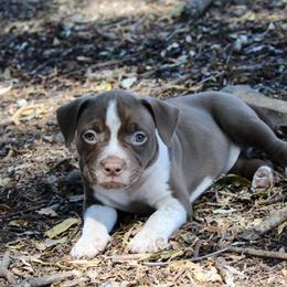 Cocoa Puff - Brown American Bully puppy in Toledo, Washington from Mountain Pride Bullies