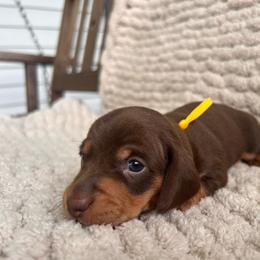 Chocolate and tan female two - Chocolate and tan female Dachshund puppy in Blackstone, Virginia from Cheyenne's Dachshunds