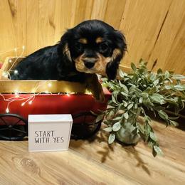 Boy 1 - male Cavalier King Charles Spaniel puppy in Michigan from Phoenix Farm