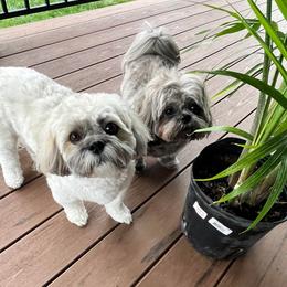 Shih Tzu Puppies from Grandma Ts Precious Puppies