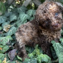 Angelic - Merle female Cockapoo puppy in Connersville, Indiana from MoonShine Babies