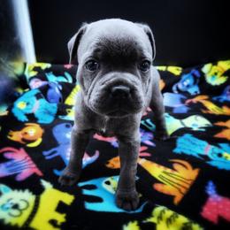 Claudius - Blue male Staffordshire Bull Terrier puppy in Dallas, Texas from Wild Blue Staffords