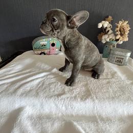 Boston Terrier and French Bulldog Puppies from Findley’s Furbabies