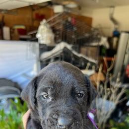 Mastiffs from Hillside Mastiffs