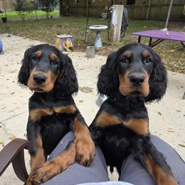 Gordon Setter puppies from Katherine's Golden Retrievers, Gordon Setters, and English Setters