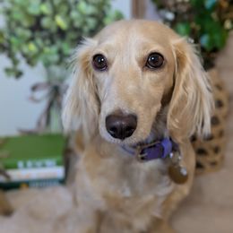 Dachshund All Grown Up from Megan ROUECHE