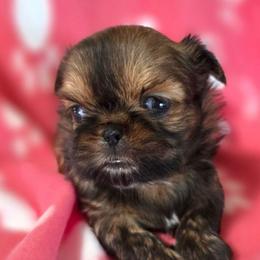 Scarlett - Red female Shih Tzu puppy in Waynesboro, Pennsylvania from Big Win Shih Tzus