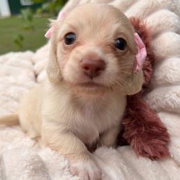 Light Roast - Cream female Dachshund puppy in Coldwater, Mississippi from Under the Stars Minis
