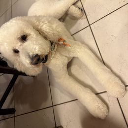 Zues - Poodle