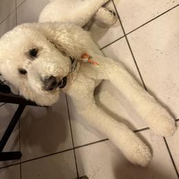 Zues - Poodle