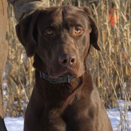Tank - Labrador Retriever