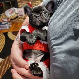French Bulldog Puppies from J&A Bulldogges