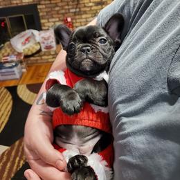 French Bulldog Puppies from J&A Bulldogges