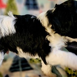 Cavalier King Charles Spaniels and Cavapoos from Tru Cuddle Pups