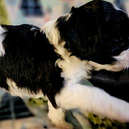 Cavalier King Charles Spaniels and Cavapoos from Tru Cuddle Pups