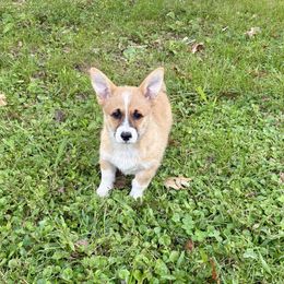 Girl - Red female Pembroke Welsh Corgi puppy in Pikeville, Tennessee from Rock Solid Ranch