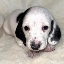 Boy 2 - Piebald male Dachshund puppy in Fredonia, Arizona from Desert Horizon Dachshunds