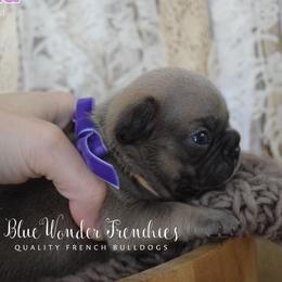 Miranda Bailey - Blue fawn female French Bulldog puppy in Loxahatchee, Florida from Blue Wonder Frenchies
