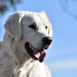 Golden Retriever All Grown Up from Golden Light Cremes