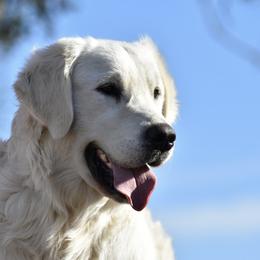 Golden Retriever All Grown Up from Golden Light Cremes