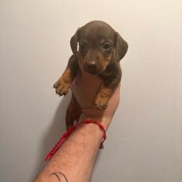 Bruce - Chocolate and tan male Dachshund puppy in Moreno Valley, California from rdachshunds