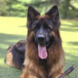 Xena - German Shepherd