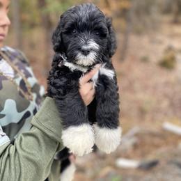 Mr Crab - Black and white male Portuguese Water Dog puppy in Grants Pass, Oregon from Rogue River Portuguese Water Dogs
